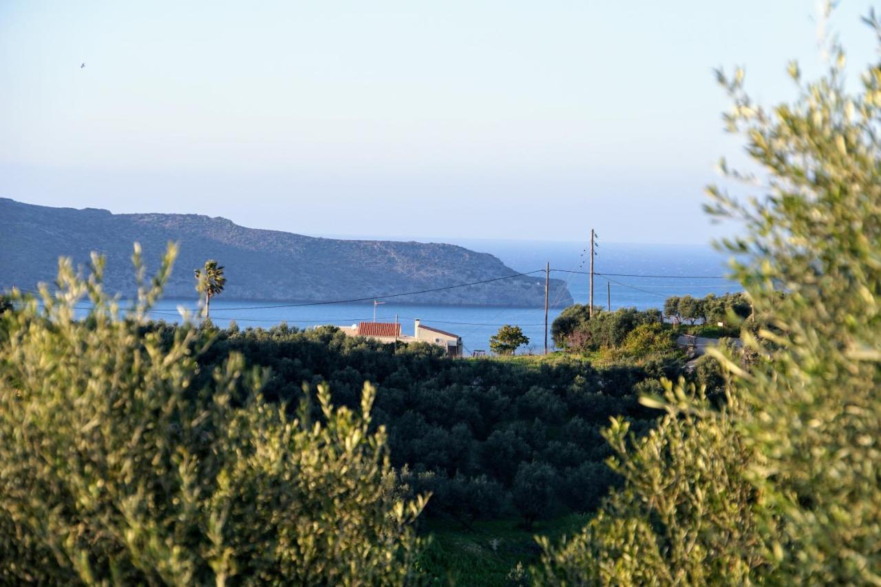 Olive Tree Hillside Apartment Stalós Zewnętrze zdjęcie